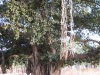 IMG_0350.JPG